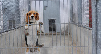 Jo-Anne McArthur / Animal Equality / We Animals