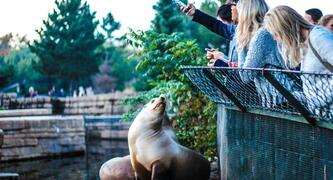 Seals in captivity - photo by katie jowett on unsplash