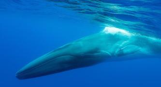 IFAW Iceland whaling campaign image