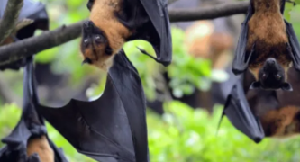 Stop allowing Queensland farmers to shoot flying foxes 