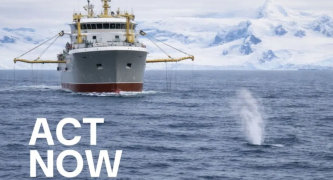 MSC: don’t greenlight industrial krill fishing