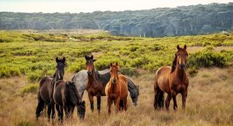 Brumbies - Photo by Christine Mendoza on Unsplash