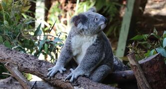 Koala impage by Nadira (@shotsby_nadira) on Unsplash