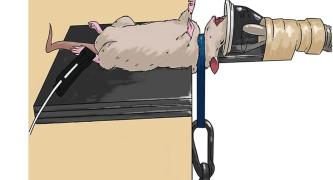 Modified from Figure 1 in Sun et al., 2025. Pathophysiology, blood biomarkers, and functional deficits after intimate partner violence-related brain injury: Insights from emergency department patients and a new rat model. Brain Behav Immun. doi: 10.1016/j.bbi.2024.09.030. | Deed - Attribution 4.0 International - Creative Commons