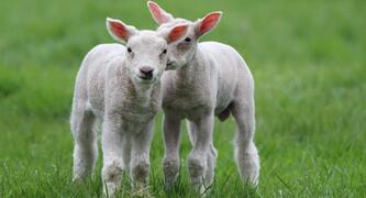 Lambs in field - Photo by Sjoukje Bos on Unsplash