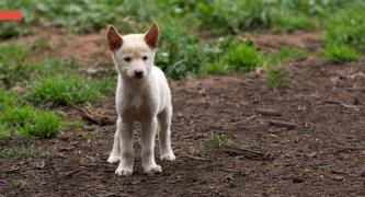 Demand the APVMA stop 1080 deaths