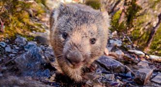 The shocking scale of licensed wildlife killing in Australia