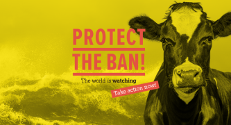 Protect the Ban on Live Export