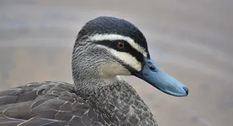 It’s time to ban native bird shooting  in South Australia