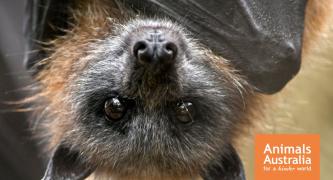 Protect flying foxes – end cruel shooting permits in Queensland