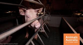 Say NO to Midland Piggery expansion.