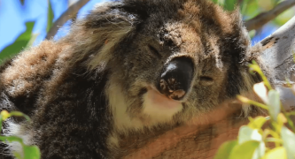 Hungry Jacks, McDonalds and Patties: Commit to stop bulldozing nature