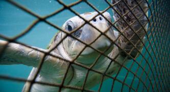 Get industrial fishing out of Australia’s marine parks