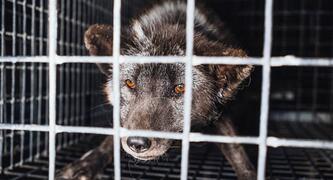 Add your voice to end fur cruelty in Australia!