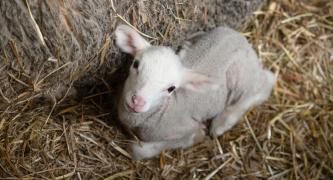 Call on Michael Kors to protect lambs