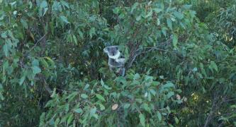 Save Woogaroo Forest