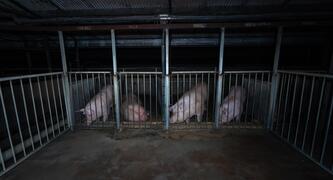 Tell the Victorian Government to ban ALL bestiality