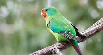 Help save critically endangered Swift Parrots