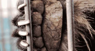 Free the final bears. Add your name.