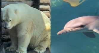 Stop breeding polar bears and dolphins in Australia