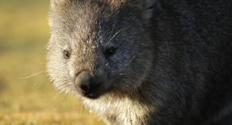 Wombats could soon be killed on request.