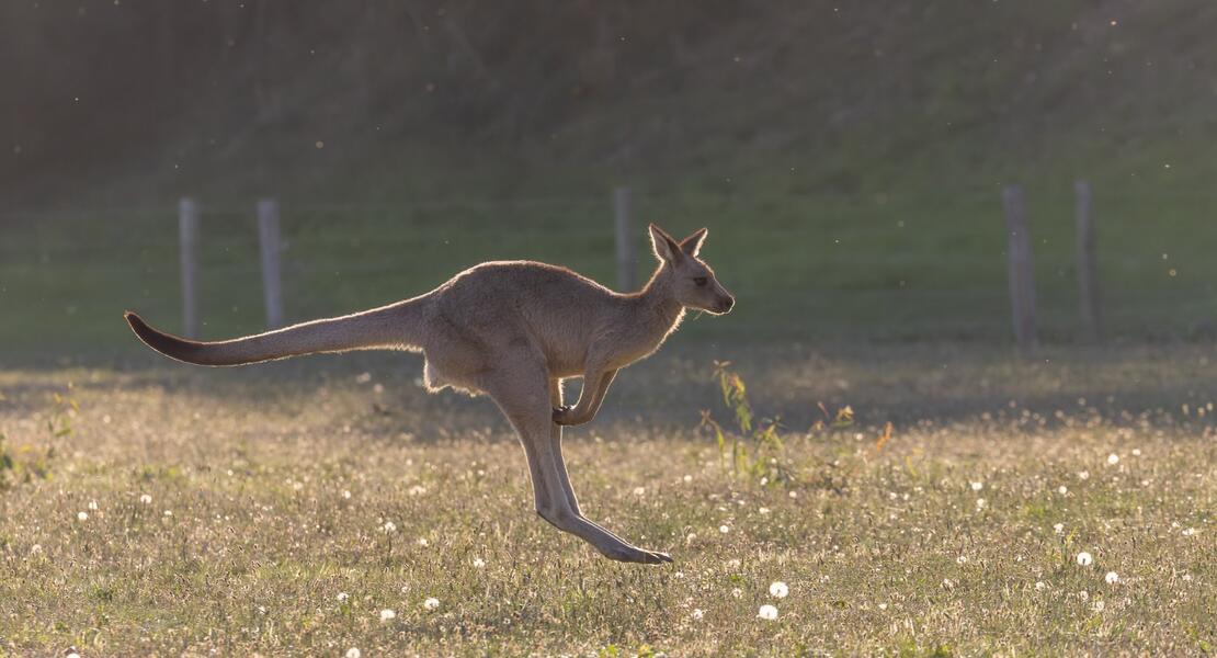 Photo by Ryan Claus @claus_in_nature, with permission