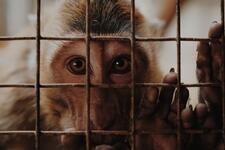 Animal testing • Photo by Edho Fitrah on Unsplash