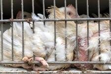 Photo by Brisbane Animal Save