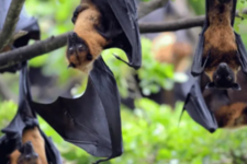 Stop allowing Queensland farmers to shoot flying foxes 