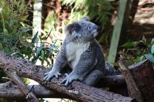 Koala impage by Nadira (@shotsby_nadira) on Unsplash