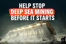 Help Stop Deep Sea Mining before it starts