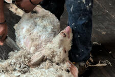 Take Action for Goats – Tell Paul Smith to Ditch Mohair