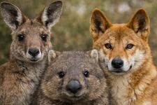 Stop Australia’s Wildlife Culls: Ban 1080 and Protect Sentient Animals