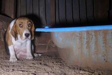 End Puppy and Kitten Farming in Australia