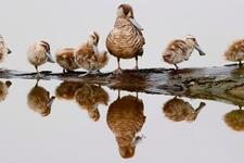 It’s time to ban native bird hunting in Victoria.