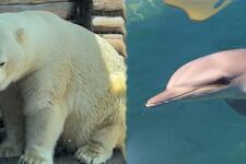 Stop breeding polar bears and dolphins in Australia