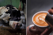 Ask Toby’s Estate to drop their plant-based milk surcharge
