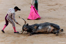 No More Deaths: Call For an End to Bullfights and Bull Runs in Pamplona