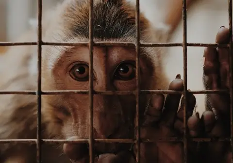 Animal testing • Photo by Edho Fitrah on Unsplash