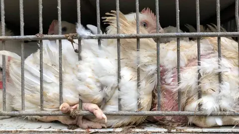 Photo by Brisbane Animal Save