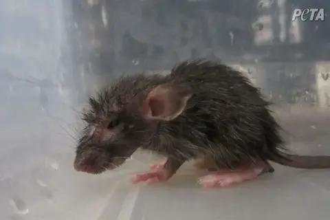 Little sweet mouse
