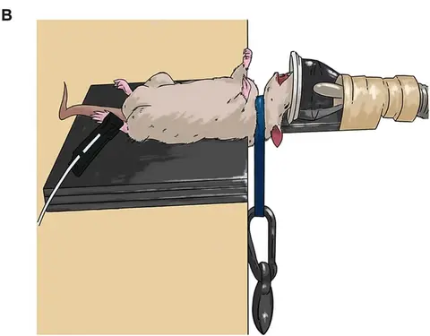 Modified from Figure 1 in Sun et al., 2025. Pathophysiology, blood biomarkers, and functional deficits after intimate partner violence-related brain injury: Insights from emergency department patients and a new rat model. Brain Behav Immun. doi: 10.1016/j.bbi.2024.09.030. | Deed - Attribution 4.0 International - Creative Commons