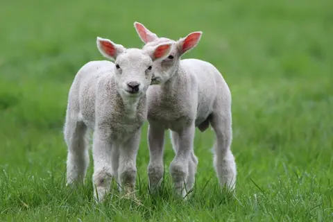 Lambs in field - Photo by Sjoukje Bos on Unsplash