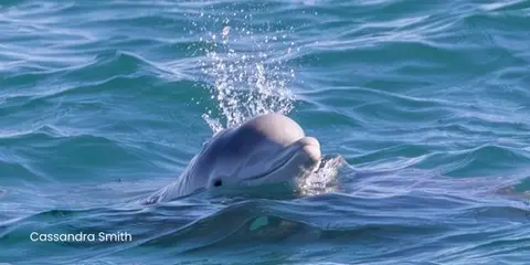 Give dolphins and whales a safer ocean