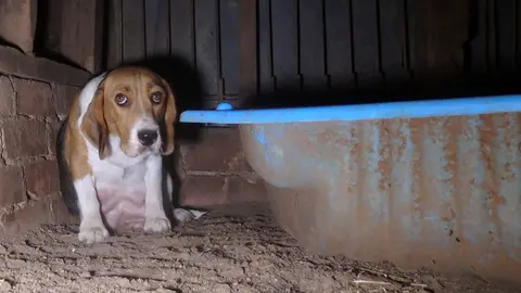 End Puppy and Kitten Farming in Australia