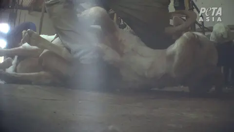 The ‘Responsible’ Wool Certifications H&M Trusts Are Failing Sheep 