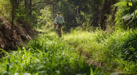 Protect QLD's Sth East Forests