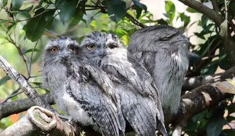 Protect Aussie birds: tell Bunnings to stop selling deadly SGAR rat poisons