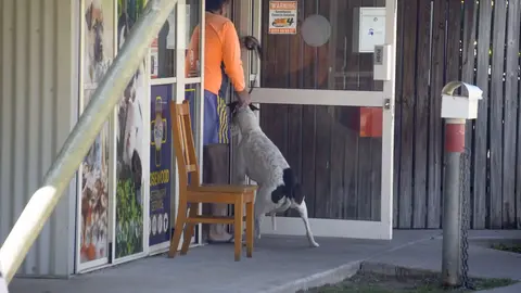 Vet Clinic KILLS healthy Greyhounds