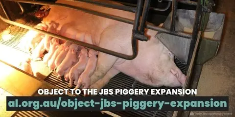 Object to the JBS Piggery Expansion
